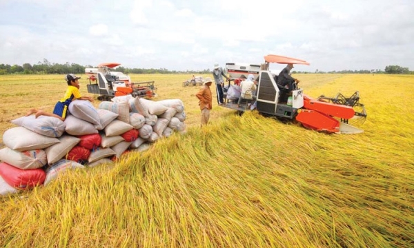 Lúa gạo Hè Thu tăng giá, gam màu sáng cho ngành sản xuất lúa gạo ở ĐBSCL 